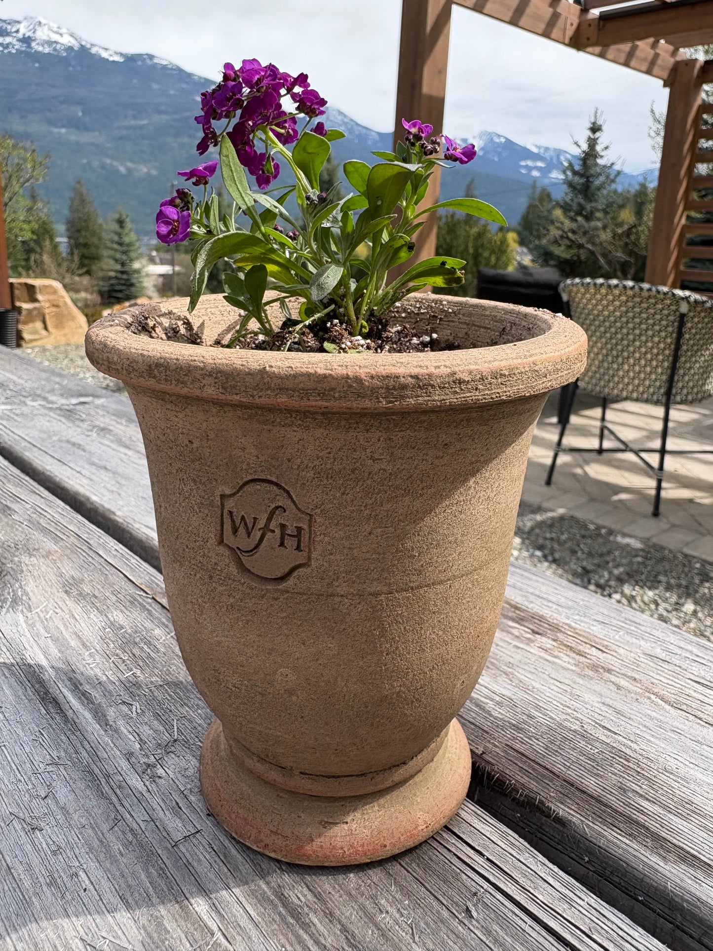 LOCAL ONLY - Planted Alyssum in Wakefield Handmade Midi Pot #A