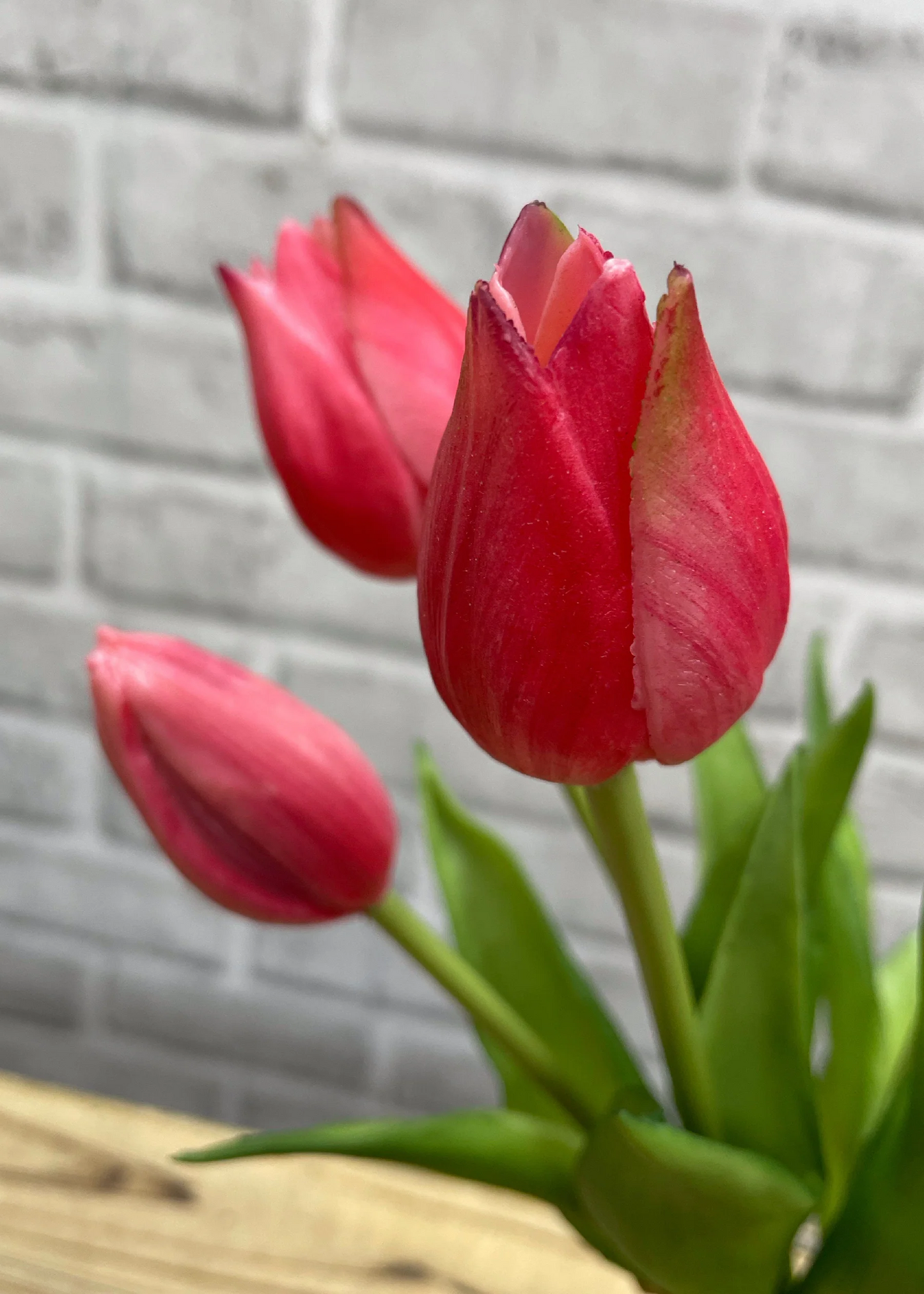 10" Fresh Touch Mini Wild Rose Tulip Bundle