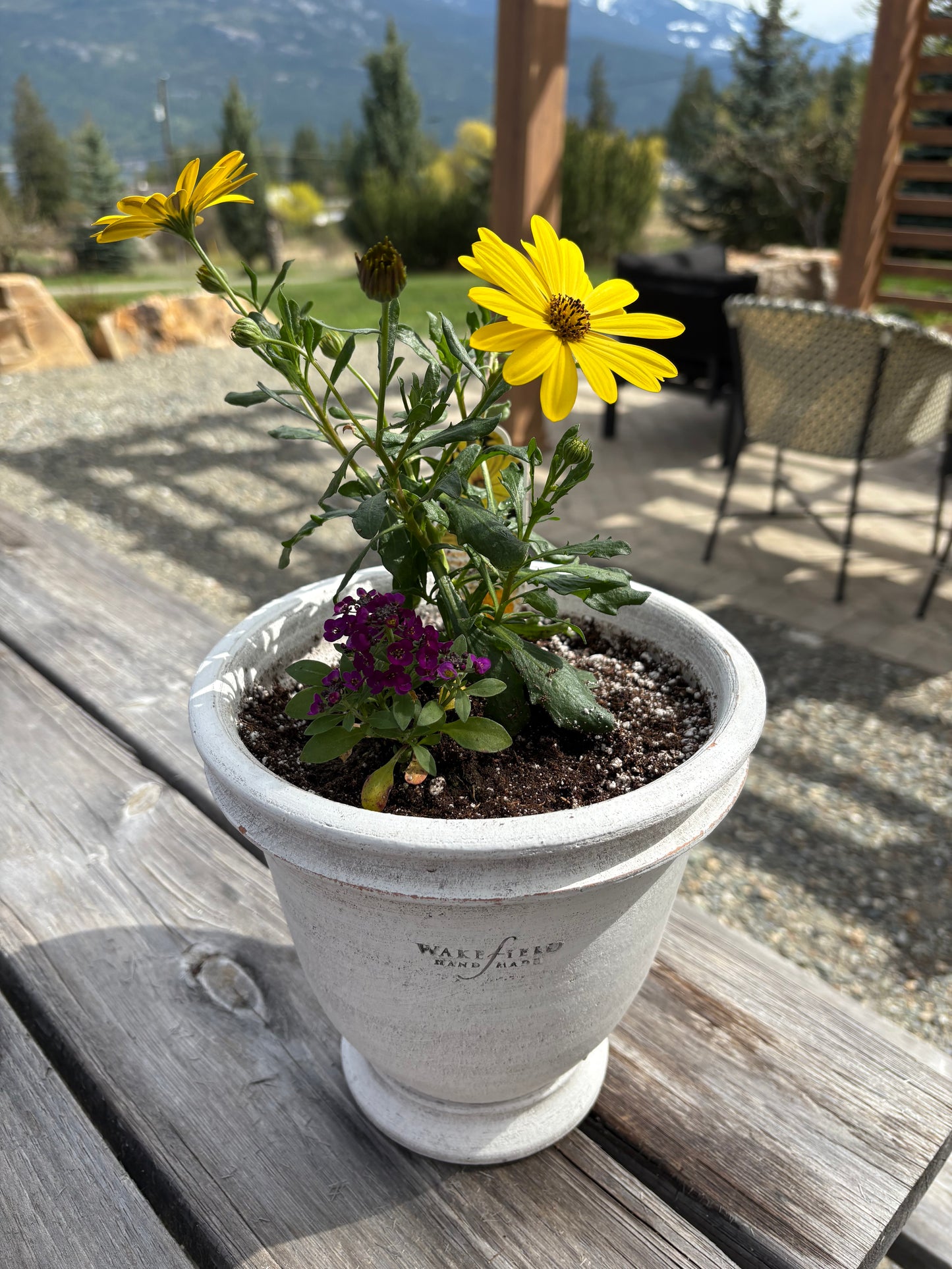 LOCAL ONLY - Planted Osteopermum and Alyssum in Wakefield Handmade Dryden Pot #4
