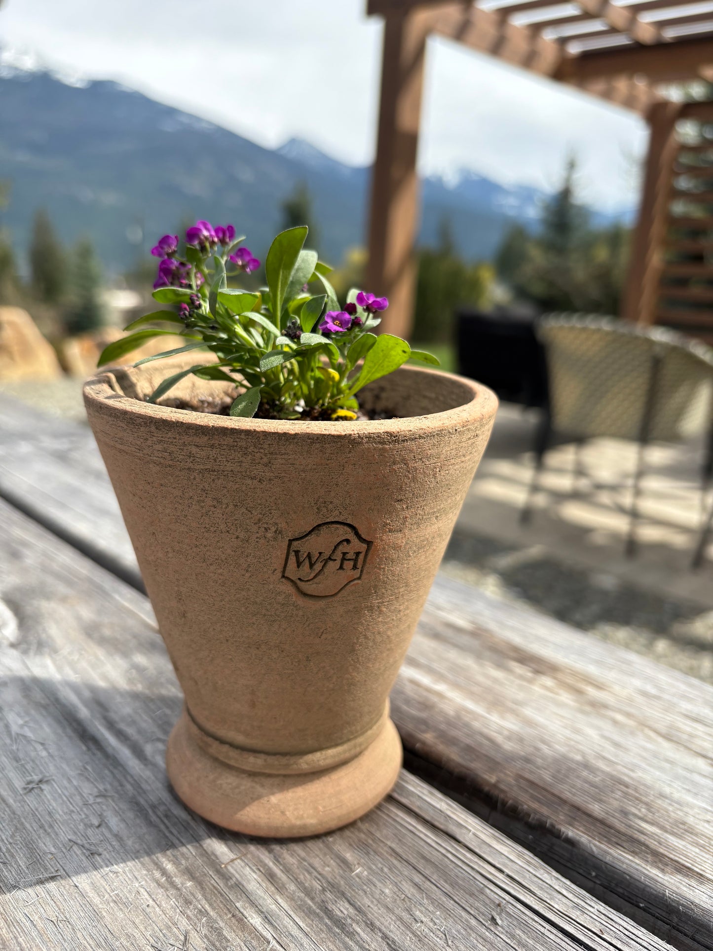 LOCAL ONLY - Planted Alyssum in Wakefield Handmade Midi Pot #B