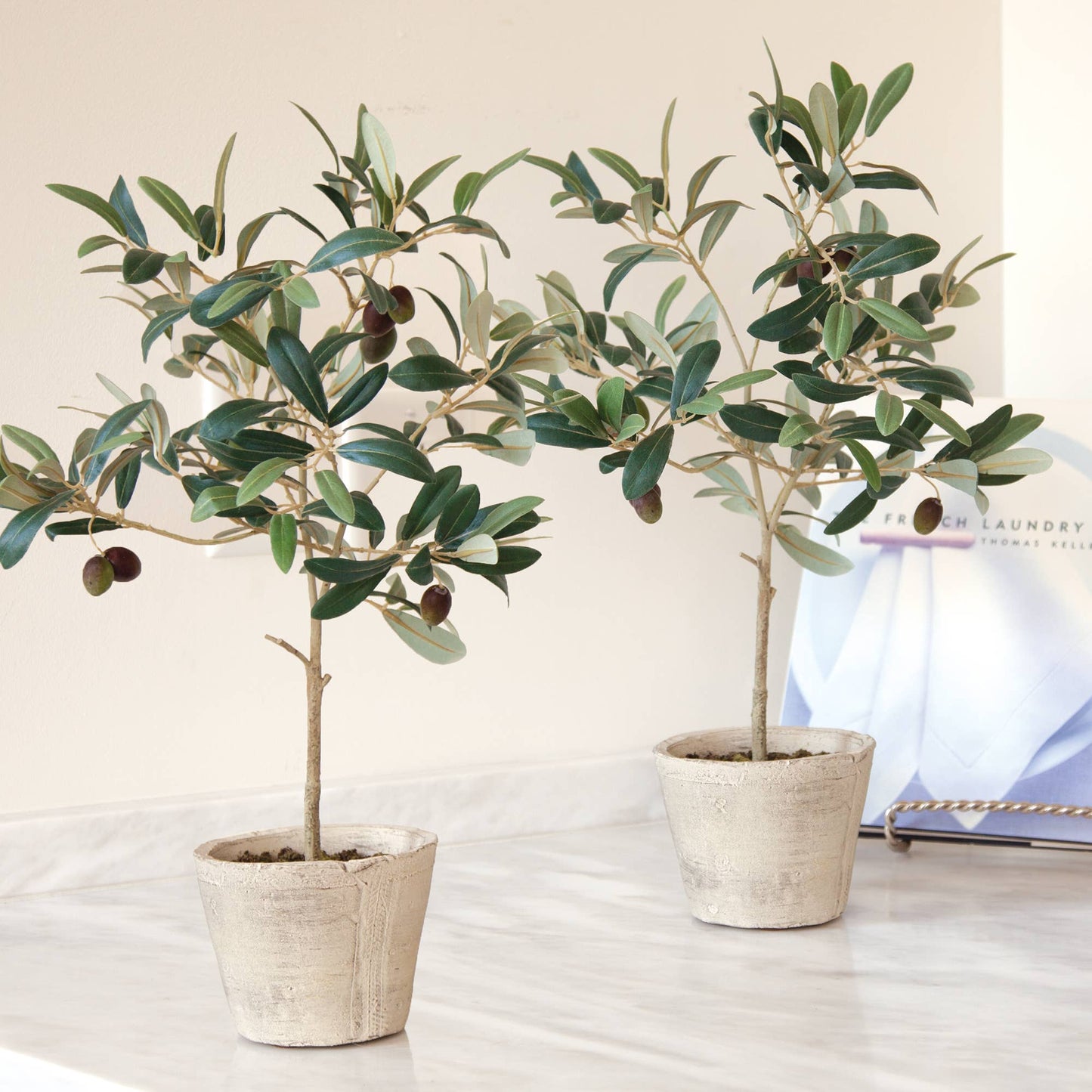 Olive Tree With Fruit In Pot 19.5"