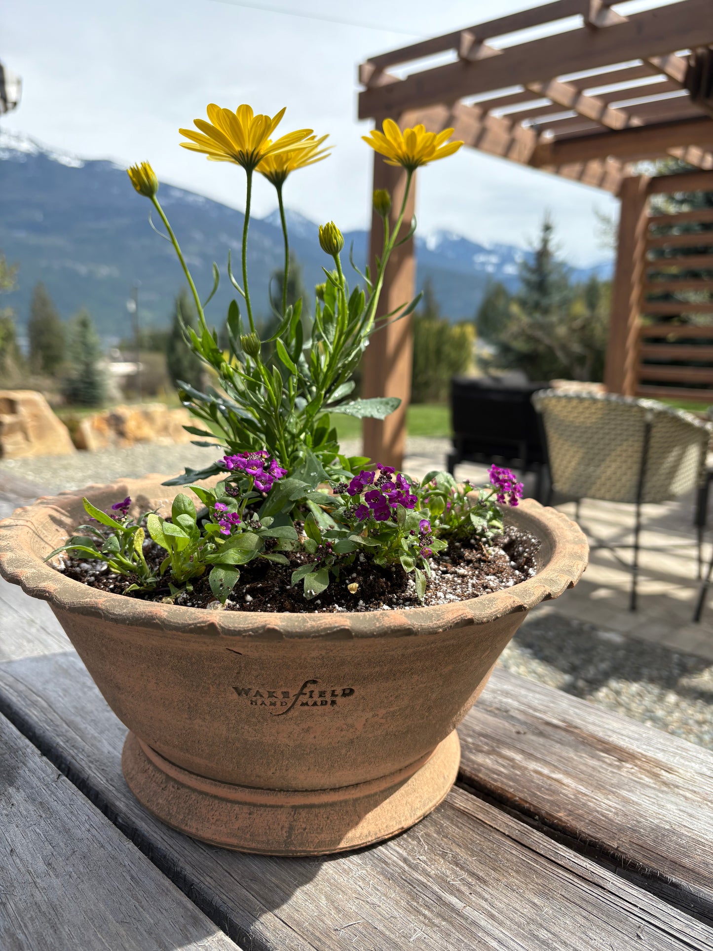 LOCAL ONLY - Planted Osteopermum and Alyssum in Wakefield Handmade Alvena Forcing Pot #6