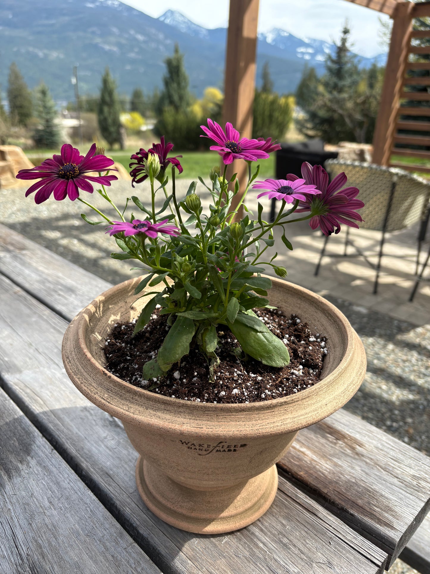 LOCAL ONLY - Planted Osteopermum in Wakefield Handmade Aston Pot #6