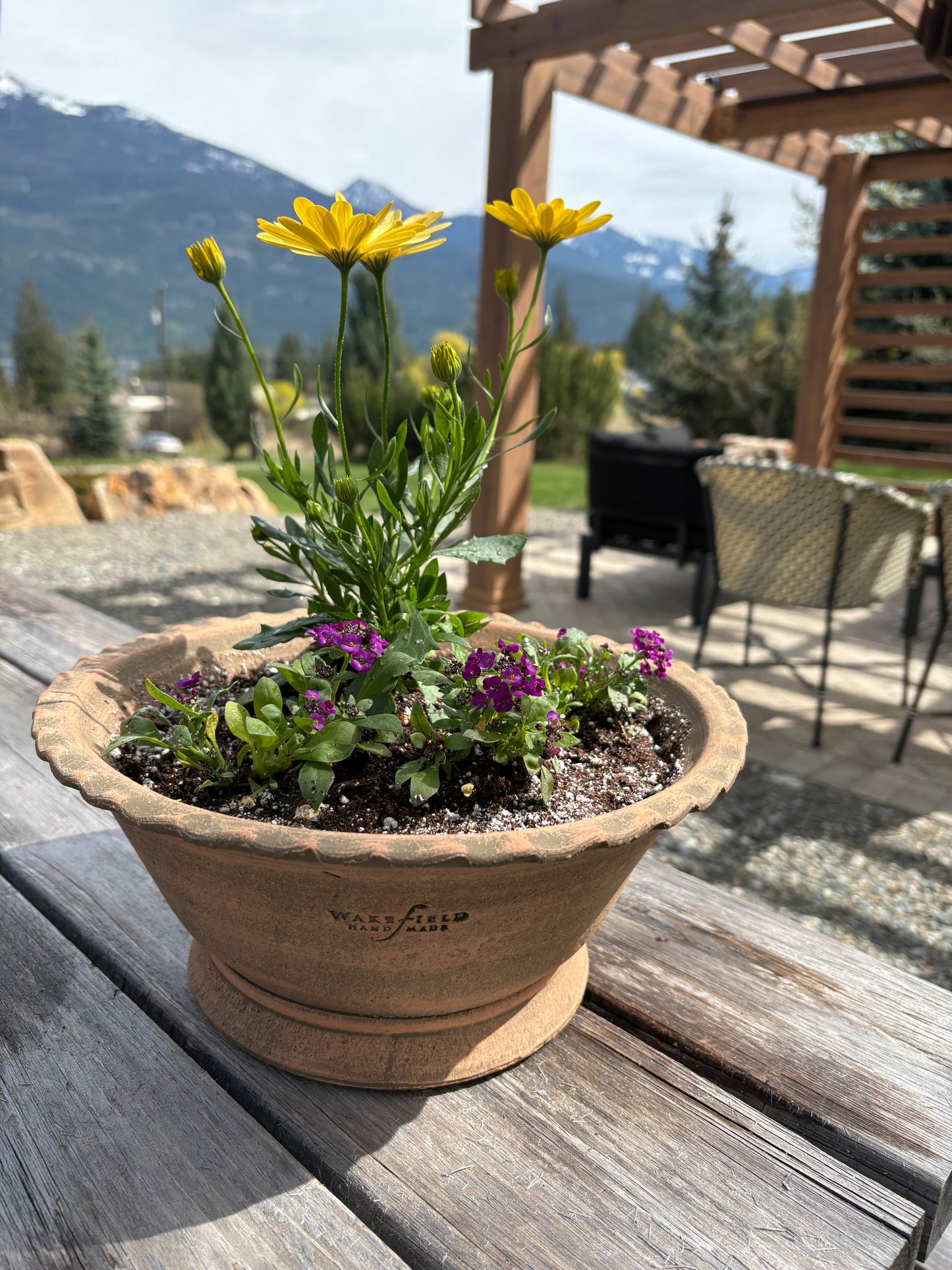 LOCAL ONLY - Planted Osteopermum and Alyssum in Wakefield Handmade Alvena Forcing Pot #6