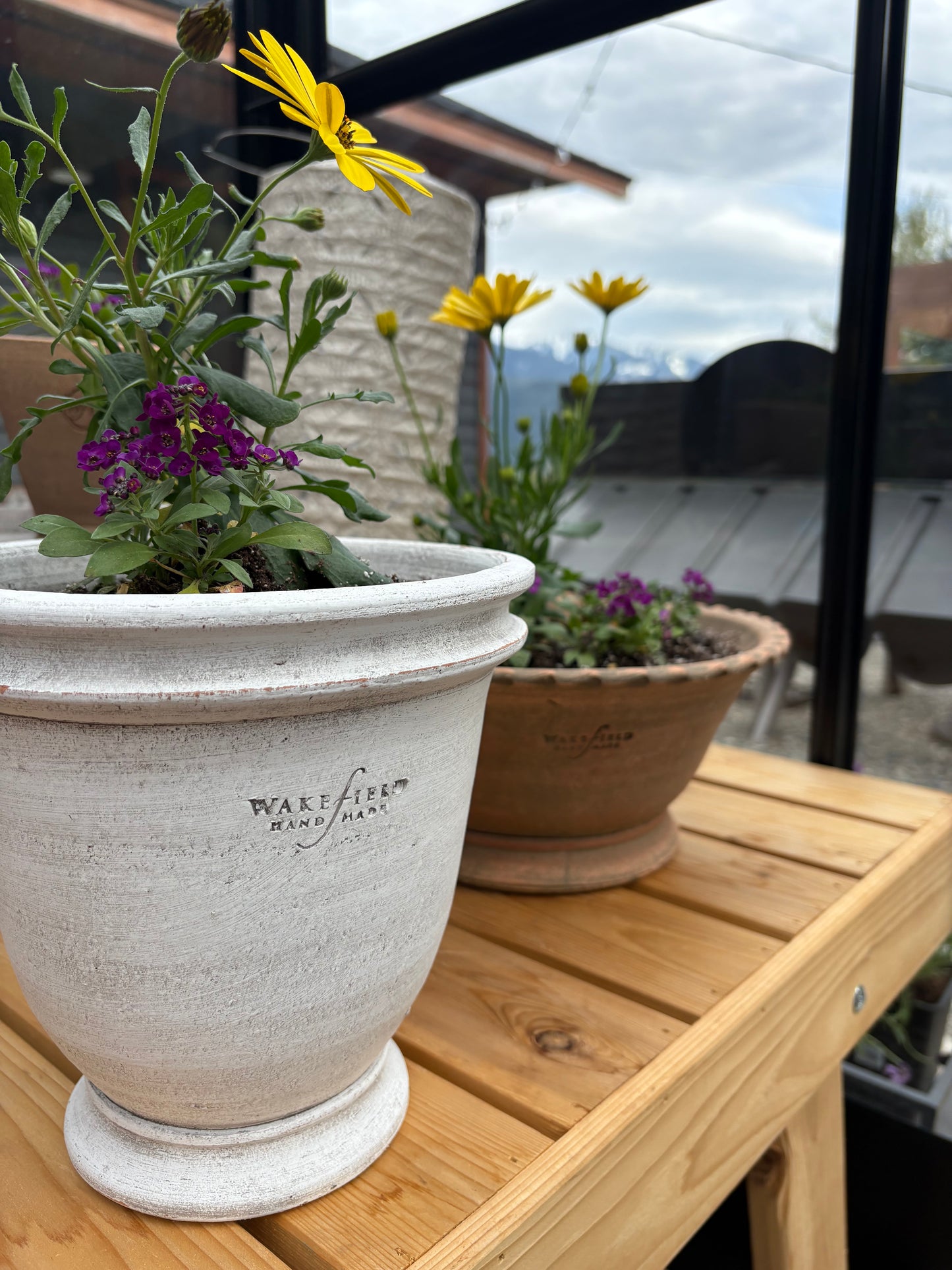 LOCAL ONLY - Planted Osteopermum and Alyssum in Wakefield Handmade Alvena Forcing Pot #6