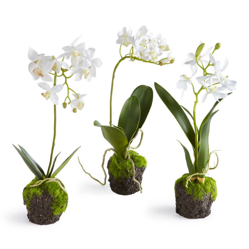 Dendrobium Orchid Drop-Ins 12" - Set of 3