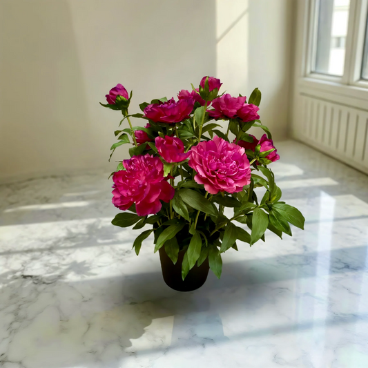 26" Rose Peony Bush In Plastic Black Pot