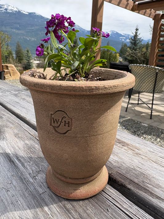 LOCAL ONLY - Planted Alyssum in Wakefield Handmade Midi Pot #A