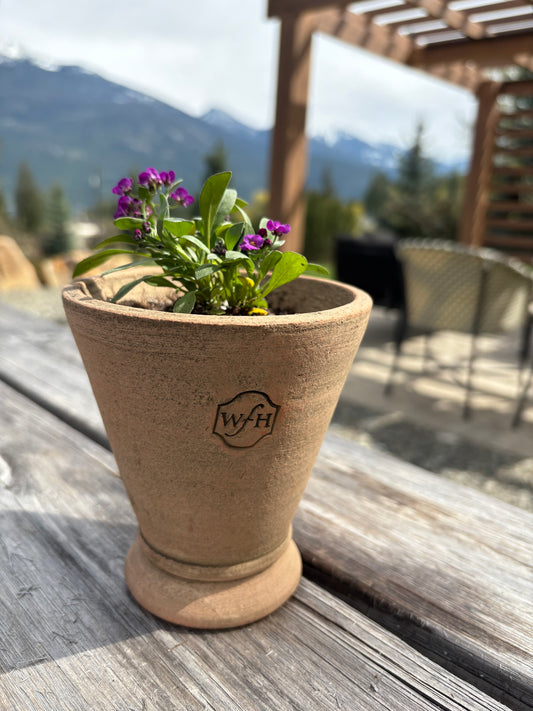 LOCAL ONLY - Planted Alyssum in Wakefield Handmade Midi Pot #B
