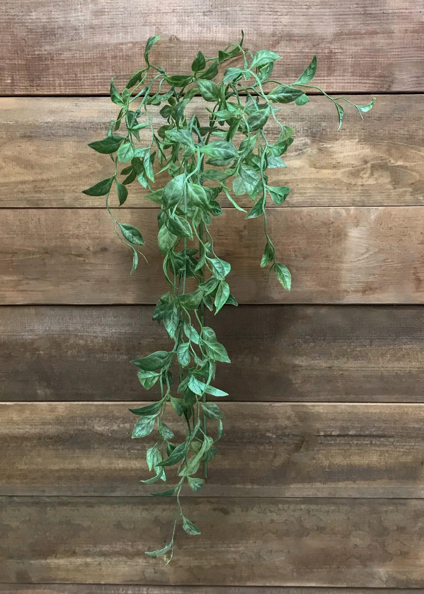 42" Pereskia Aculeata Hanging Spray