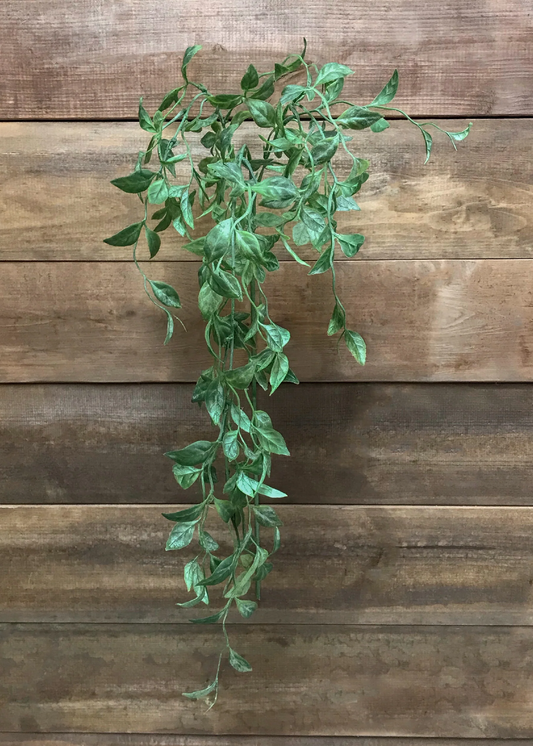 42" Pereskia Aculeata Hanging Spray