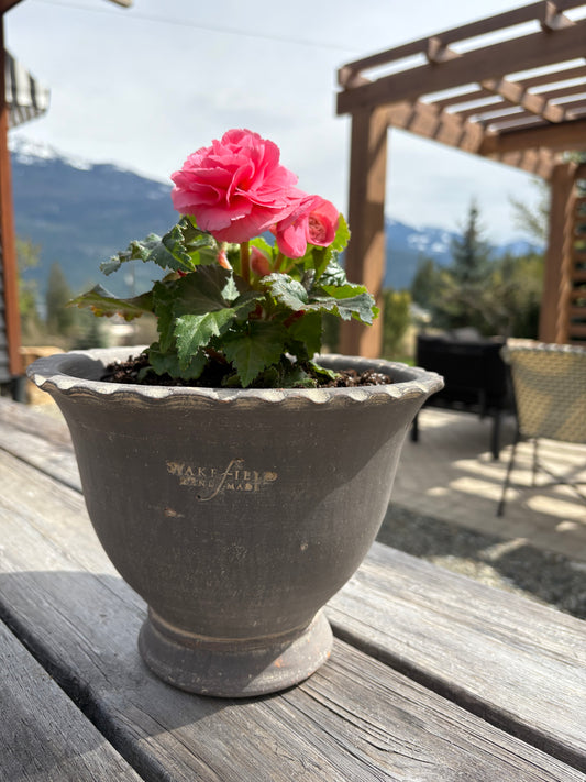 LOCAL ONLY - Planted Begonia in Wakefield Handmade Alvena Pot #4