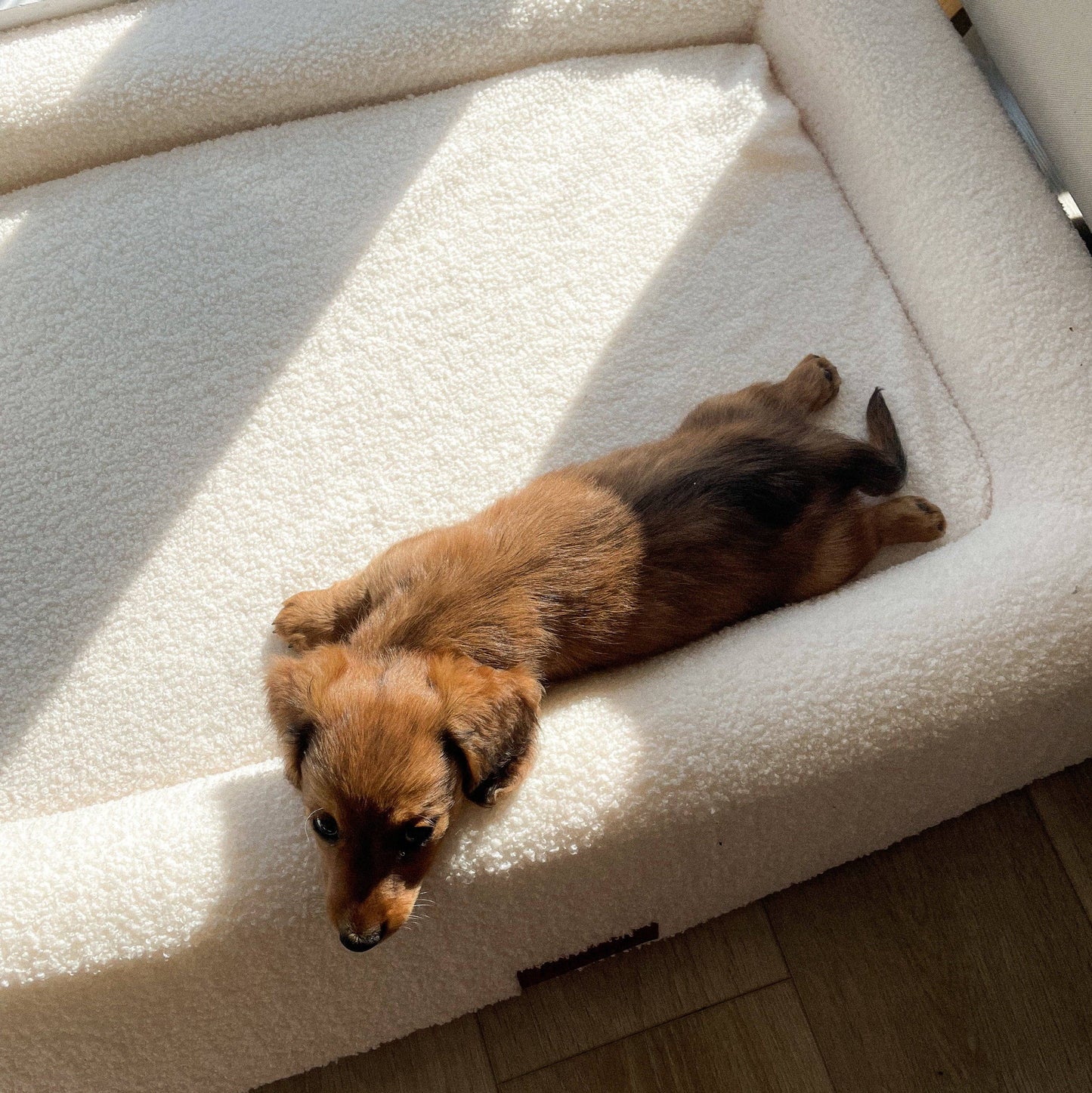 Teddy Dog Bed: Brown / S/M