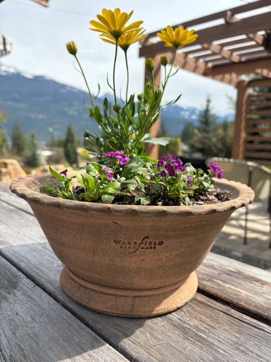 LOCAL ONLY - Planted Osteopermum and Alyssum in Wakefield Handmade Alvena Forcing Pot #6