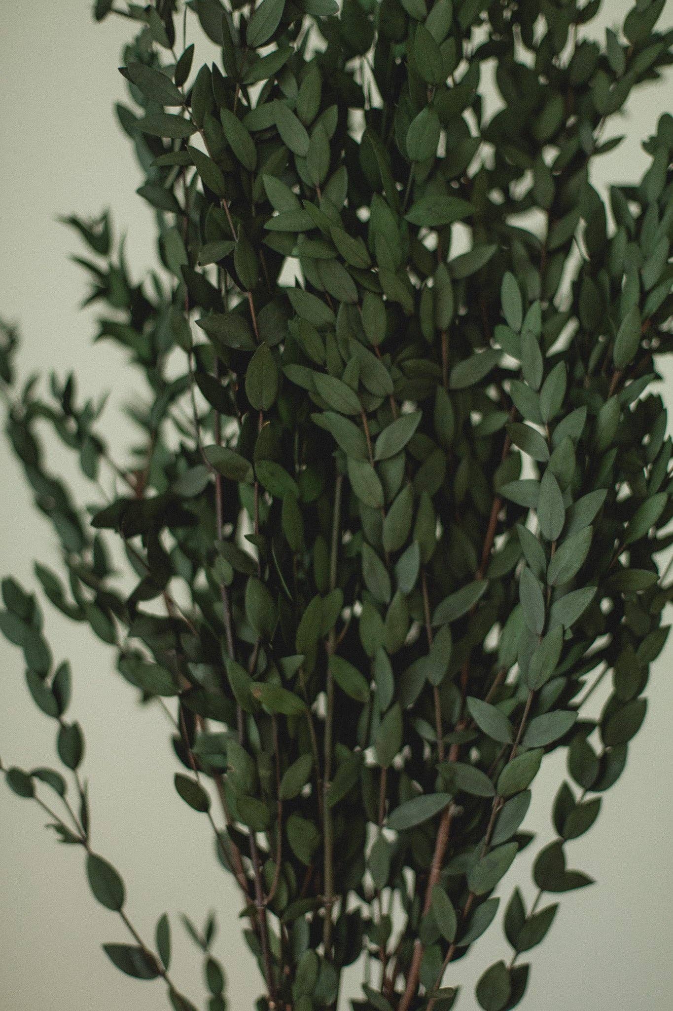 Italian short willow (Parvifolia)