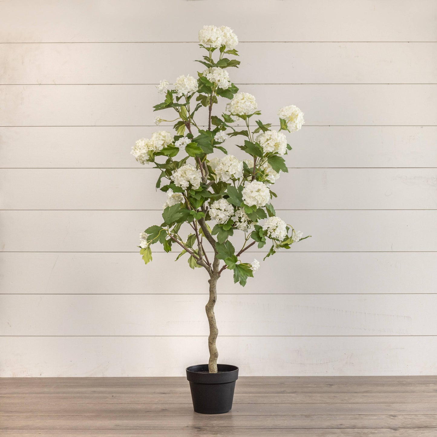 4' White Hydrangea Tree