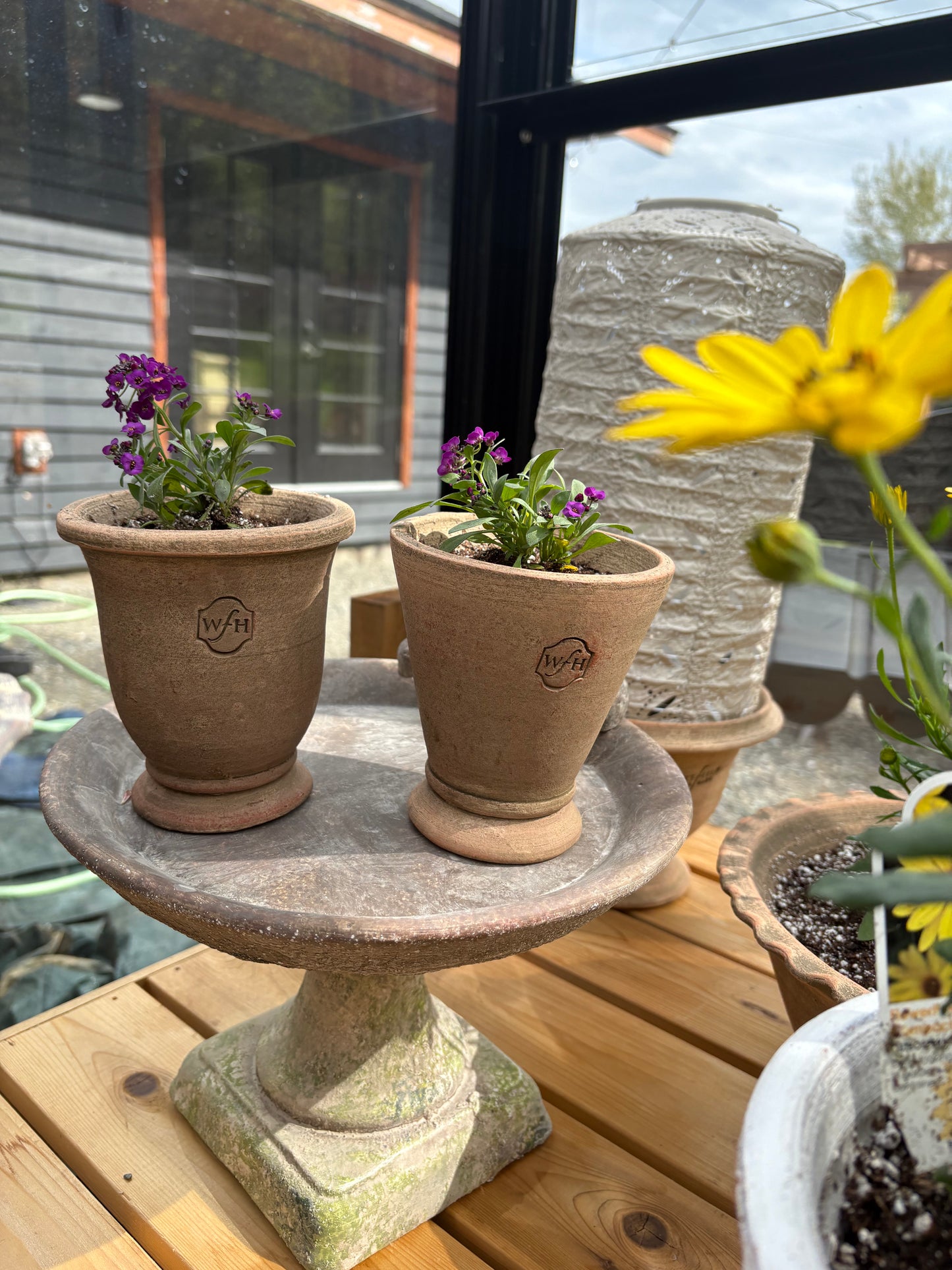 LOCAL ONLY - Planted Alyssum in Wakefield Handmade Midi Pot #A
