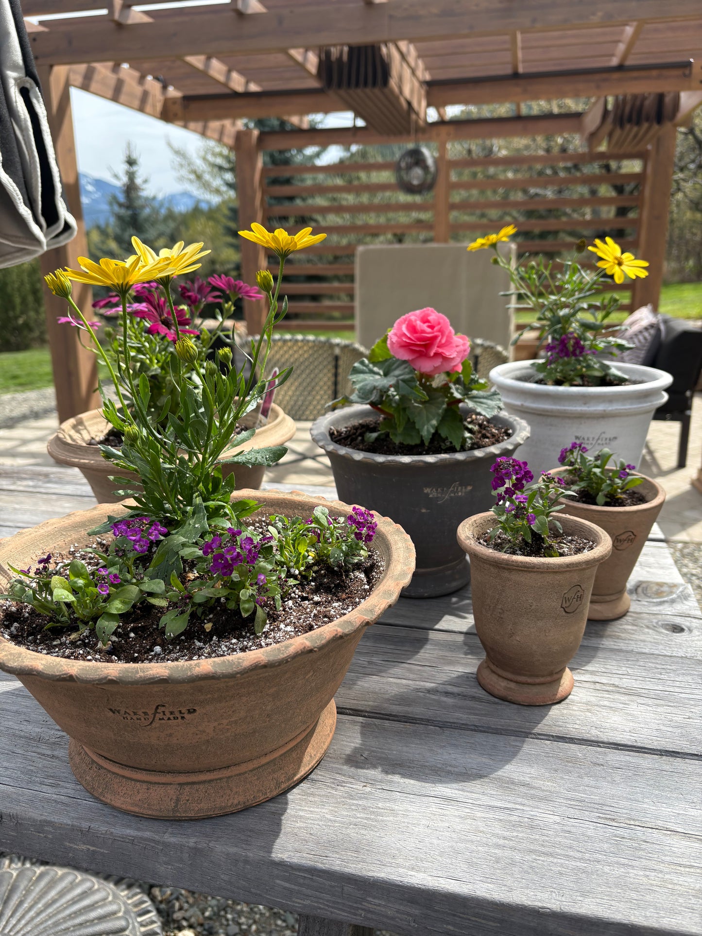 LOCAL ONLY - Planted Alyssum in Wakefield Handmade Midi Pot #A