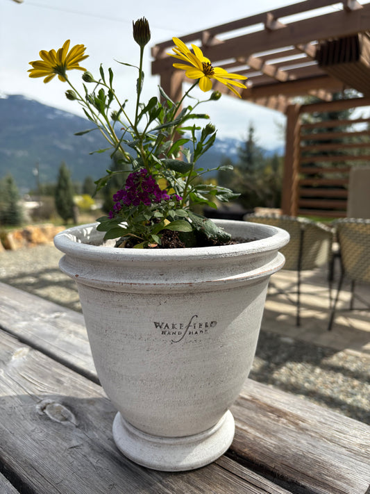 LOCAL ONLY - Planted Osteopermum and Alyssum in Wakefield Handmade Dryden Pot #4