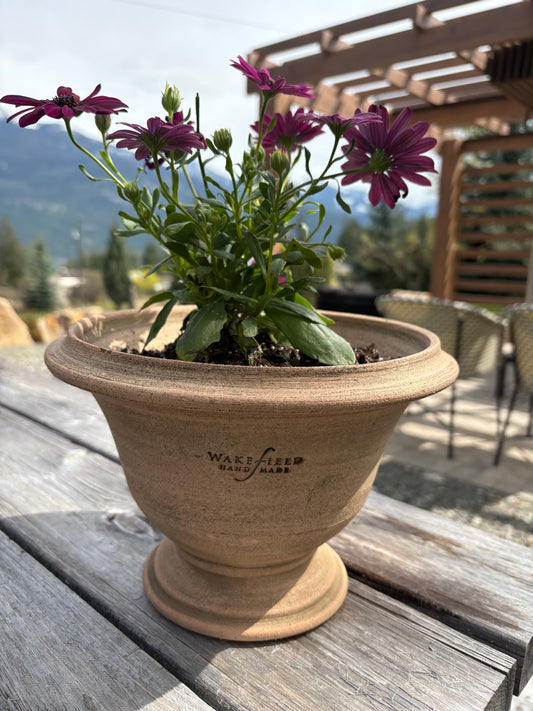 LOCAL ONLY - Planted Osteopermum in Wakefield  Handmade Aston Pot #6