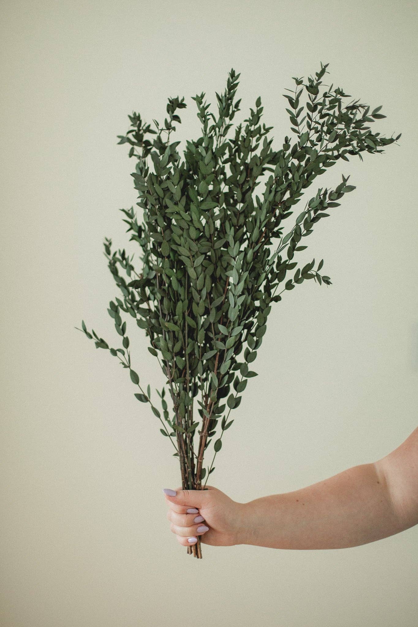 Italian short willow (Parvifolia)