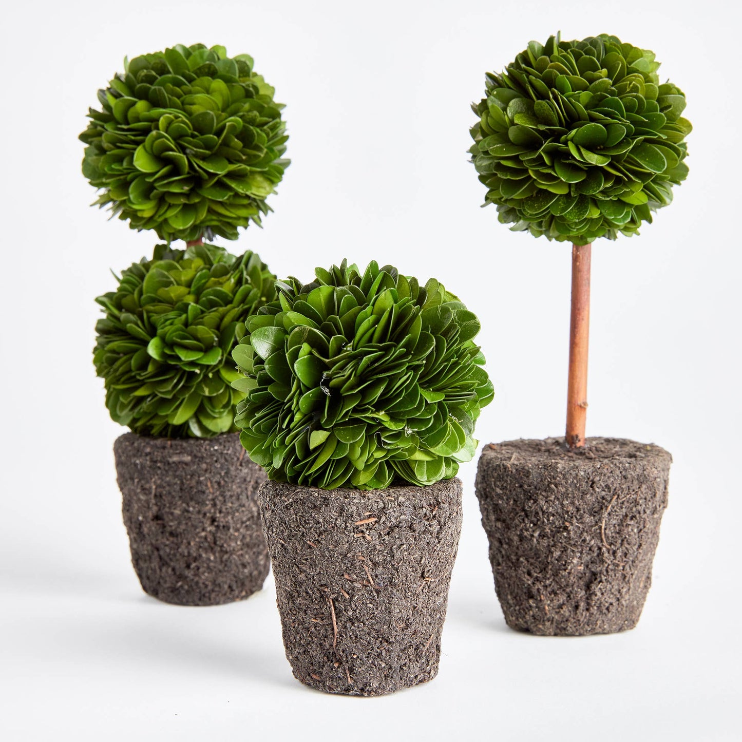 Boxwood Mini Topiary Drop-Ins
