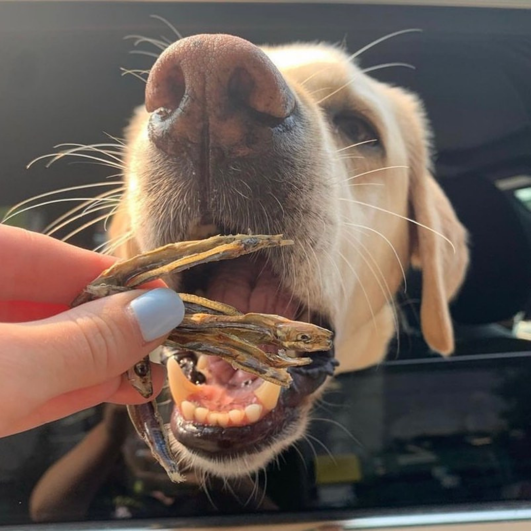 Sardines Dehydrated Pet Treats: High-Protein & Natural 90g