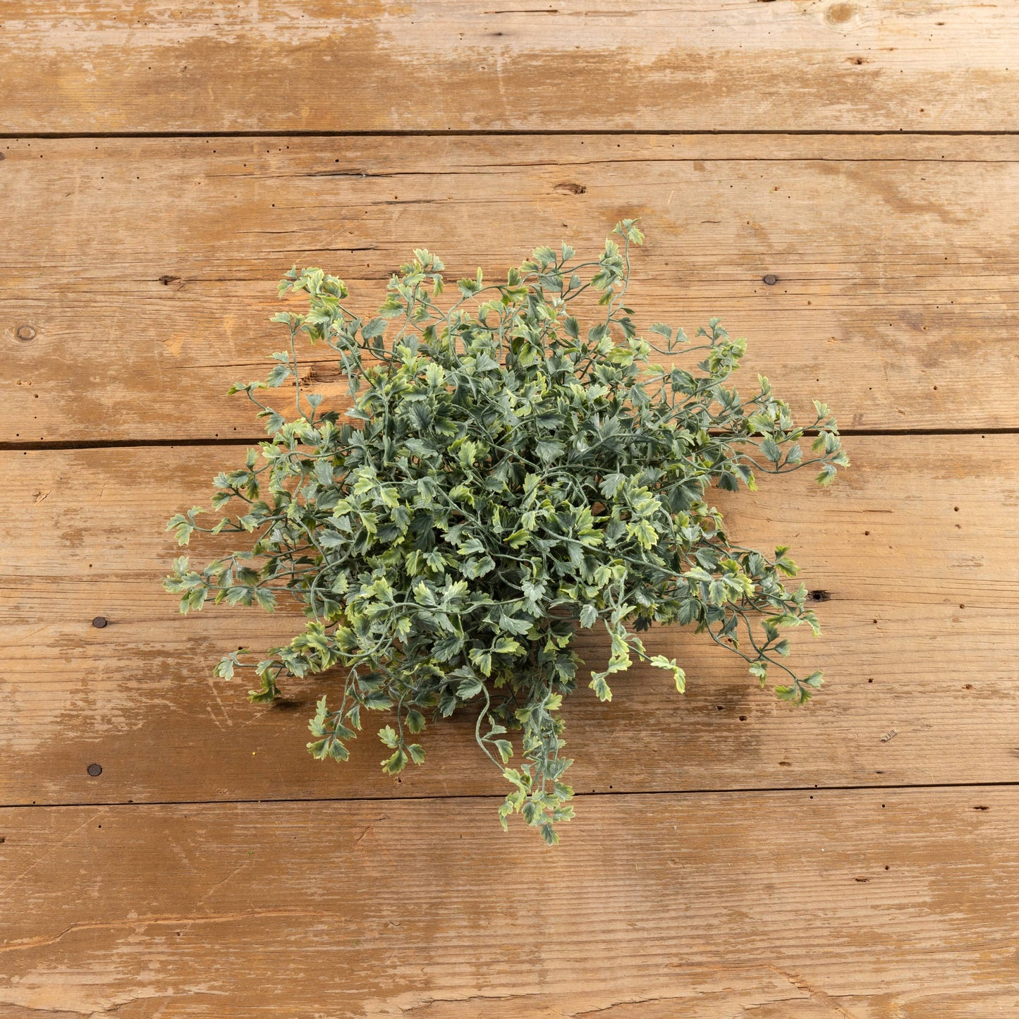 9" Wild Celery Half Ball