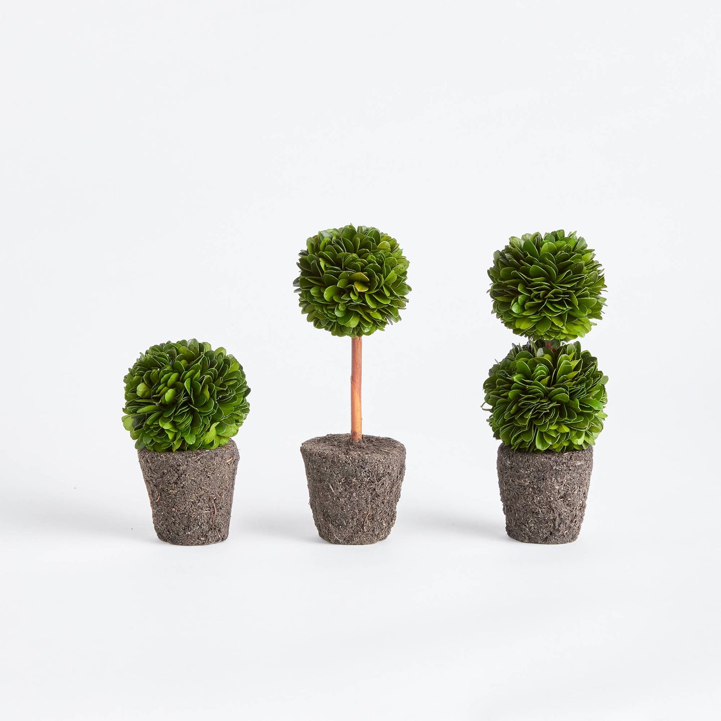 Boxwood Mini Topiary Drop-Ins