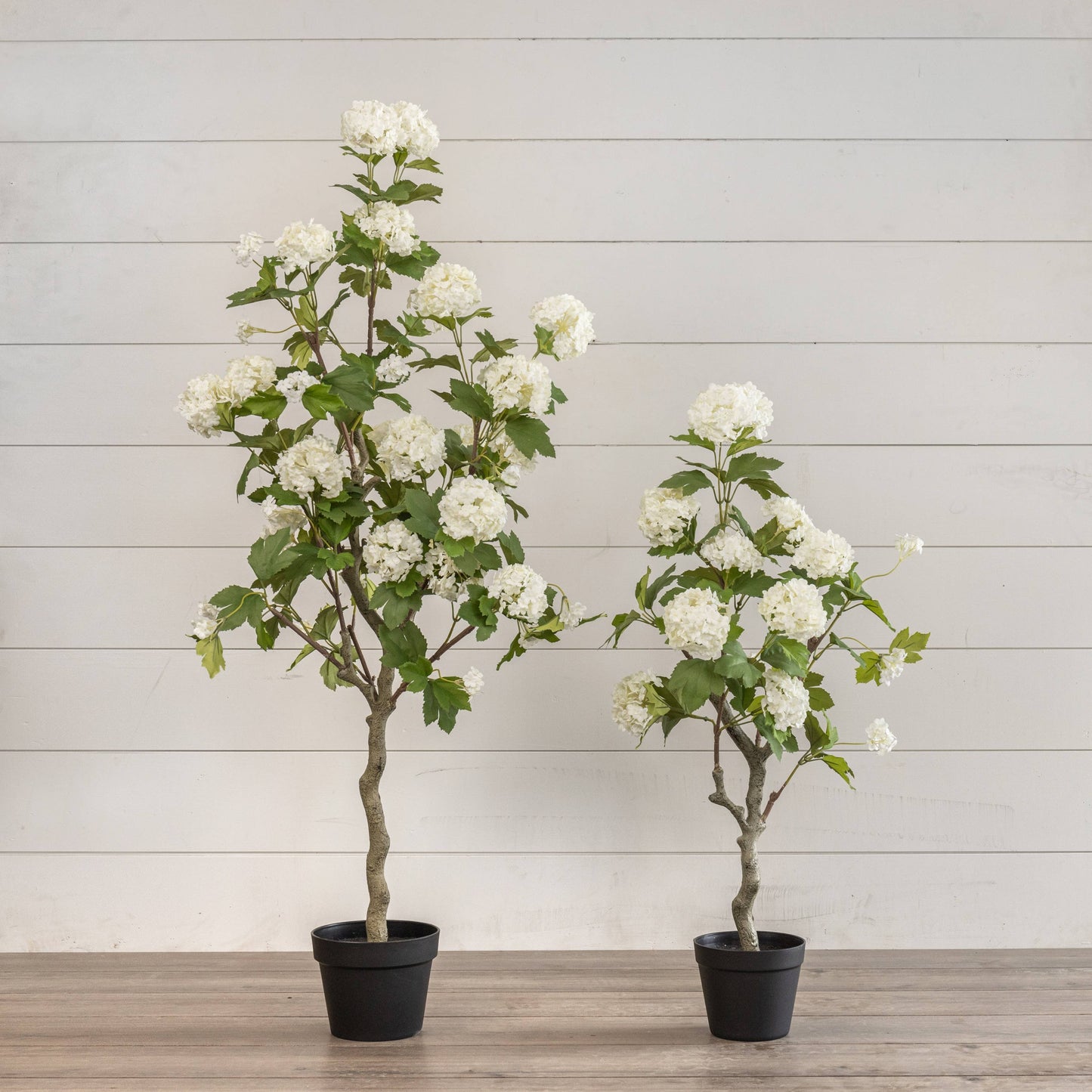 4' White Hydrangea Tree