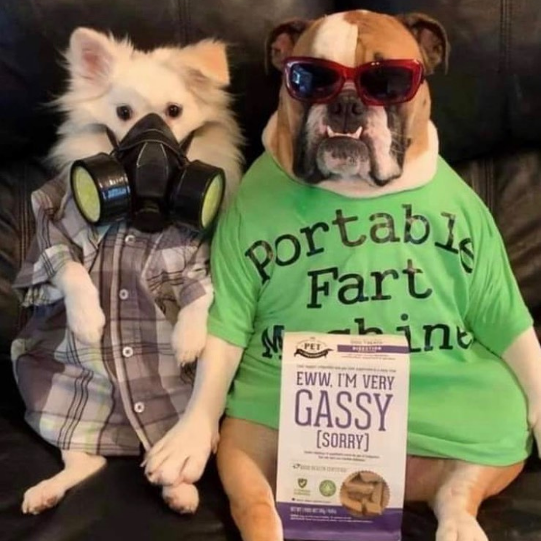 Dog supplements- Digestion Supplement  Herbal Bites