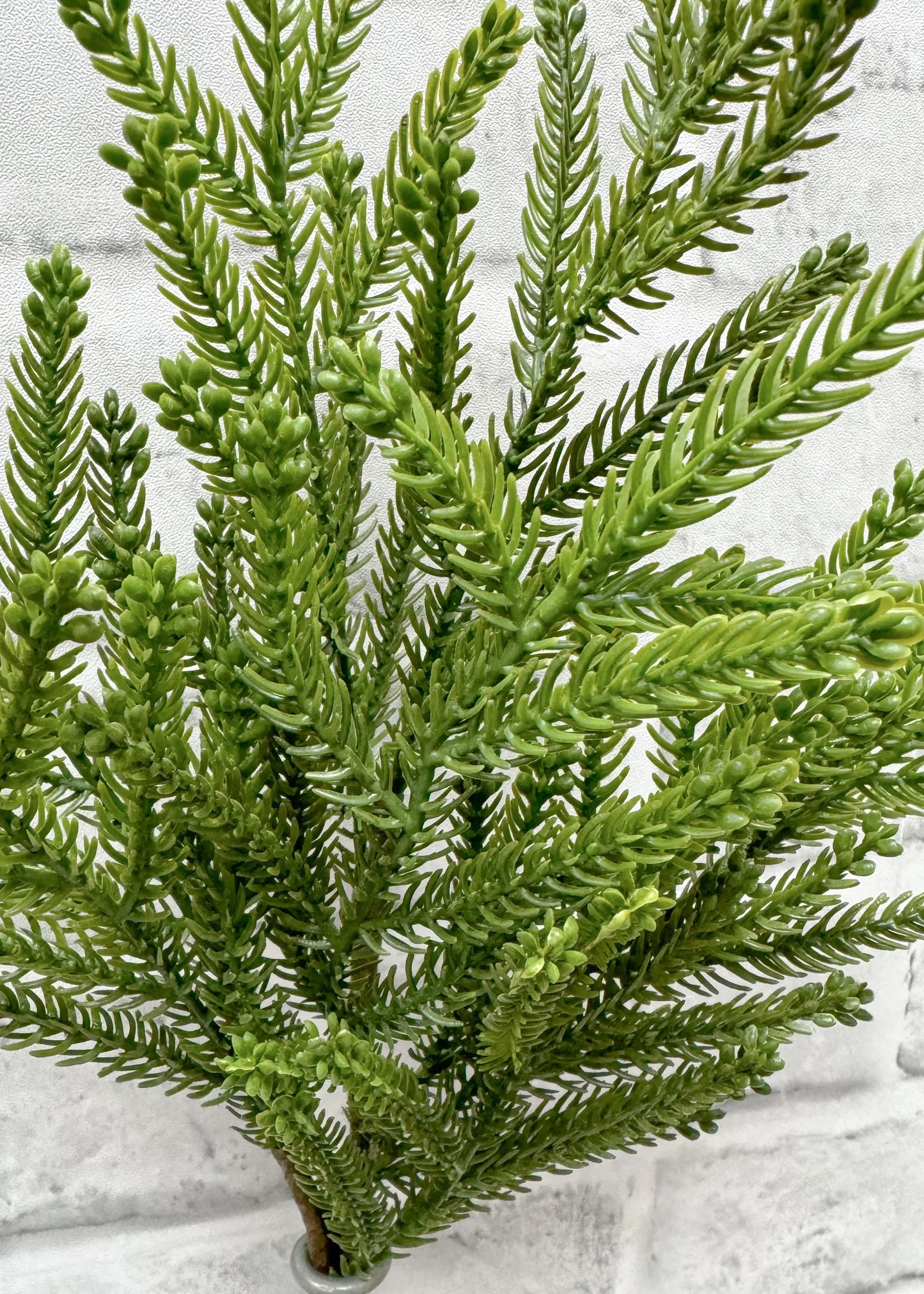 Fresh Touch Baby Norfolk Island Pine - 34"
